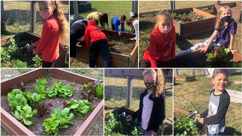 Pullen Third Grade Students Revitalize School Garden  